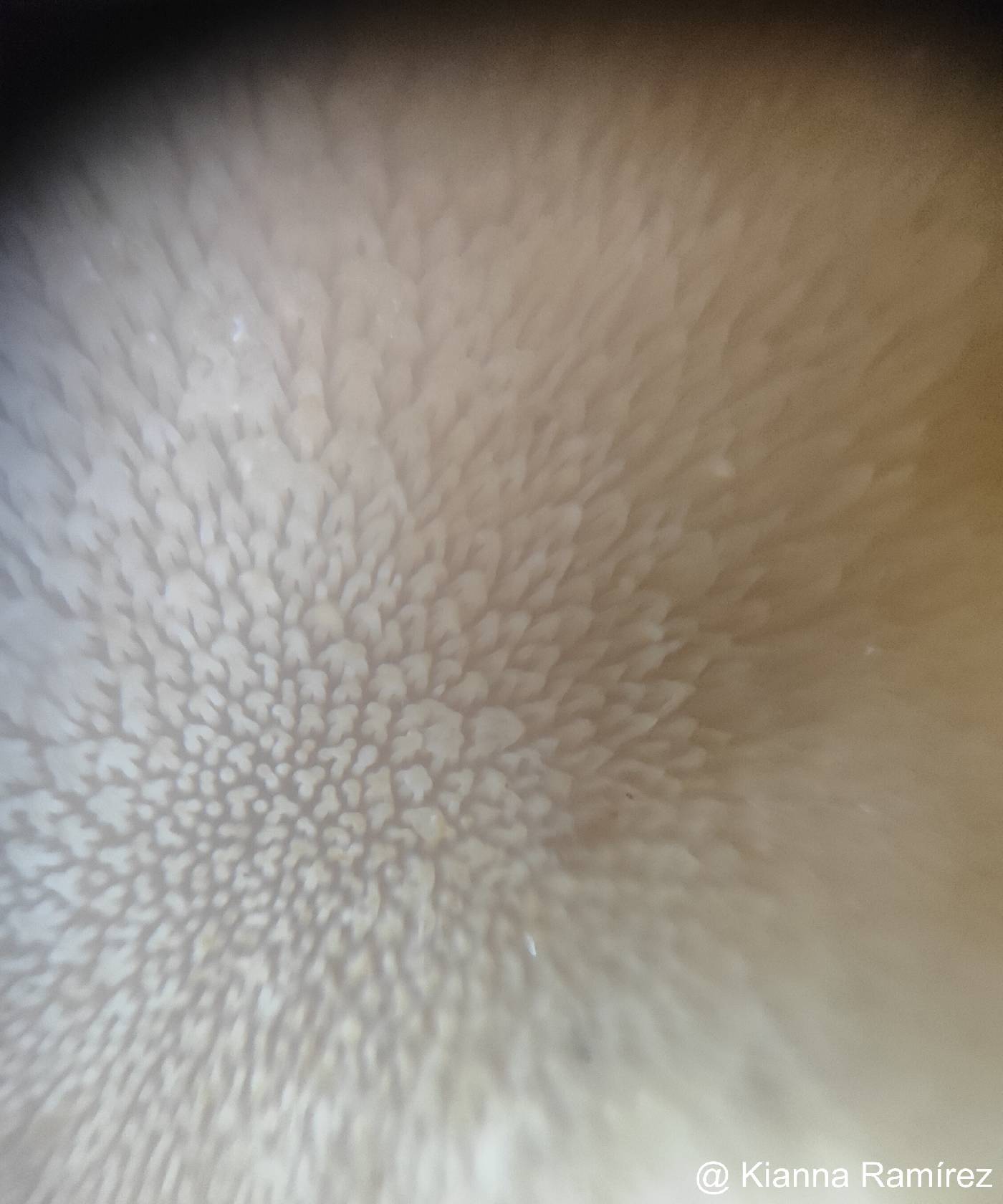 Auriscalpium andinum image