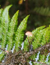 Marasmius cohaerens image