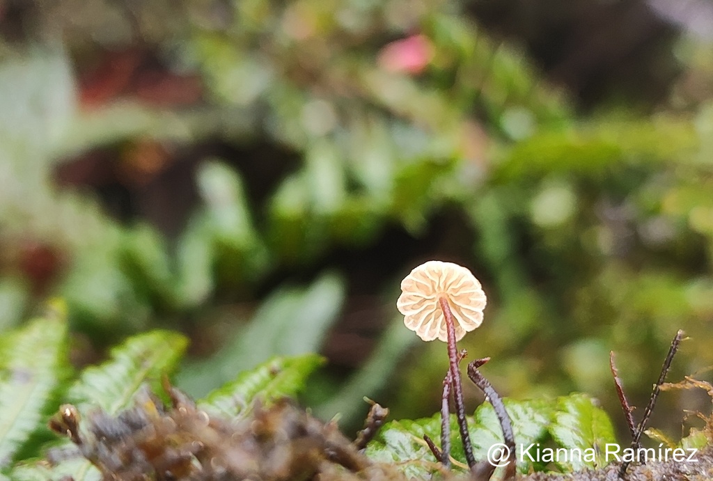 Marasmius cohaerens image