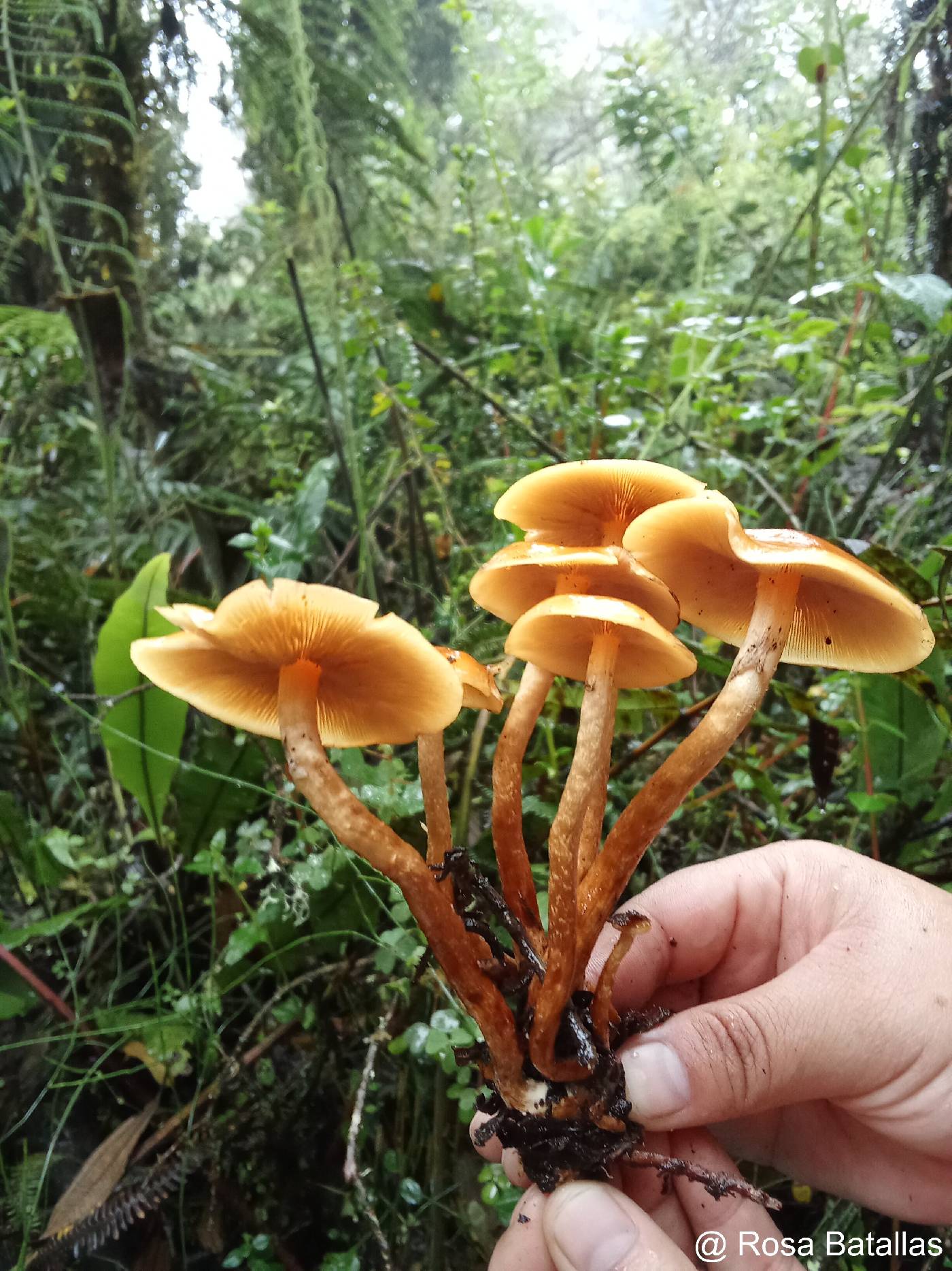Xeromphalina tenuipes image