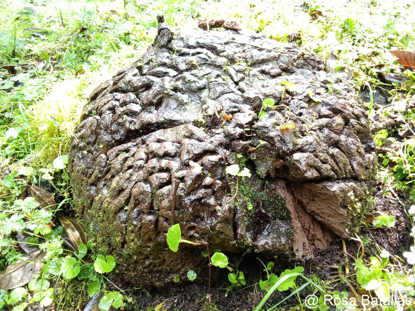 Calvatia craniiformis image
