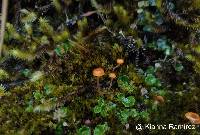 Rickenella fibula image