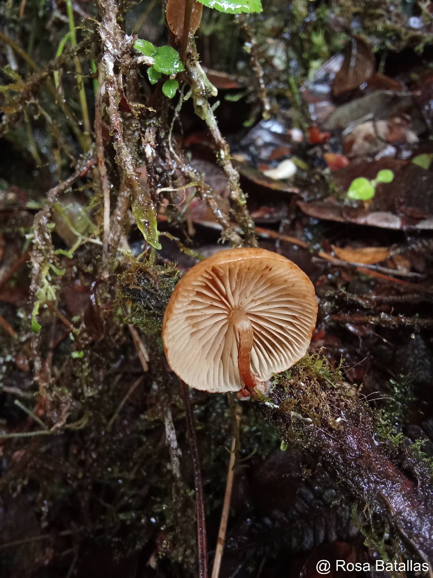 Oudemansiella cubensis image