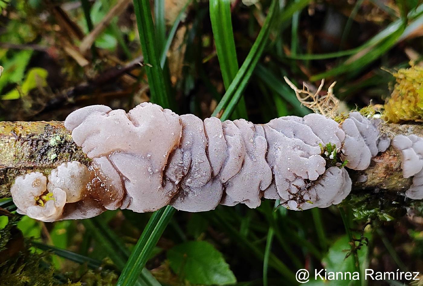 Auriculariaceae image