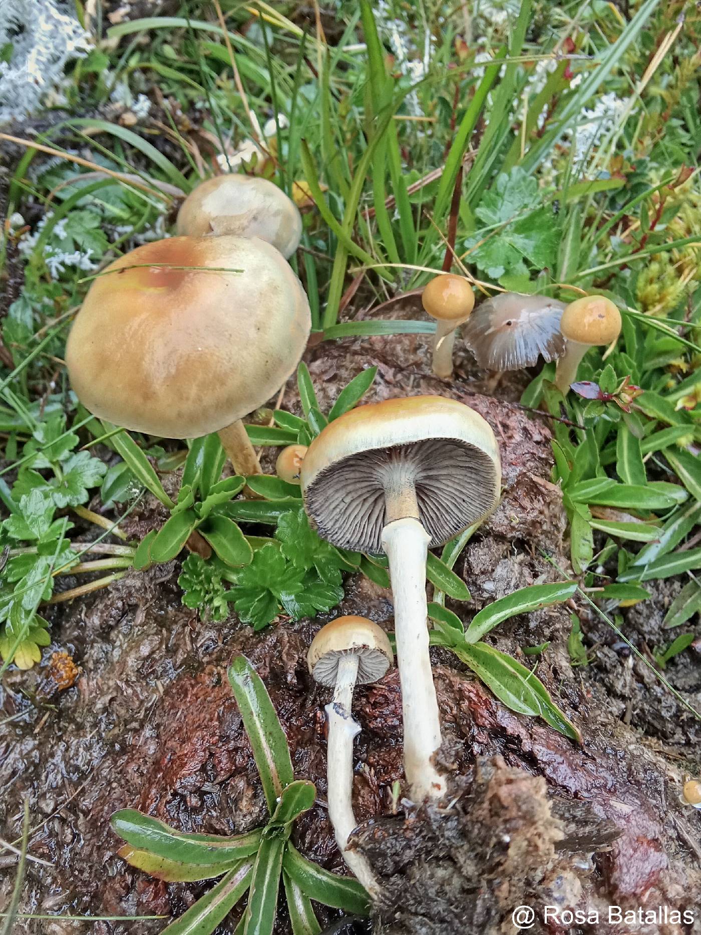 Psilocybe cubensis image