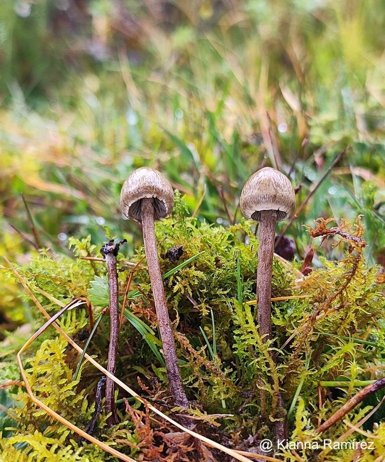 Panaeolus image