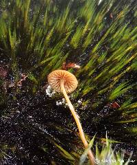 Image of Galerina vittiformis
