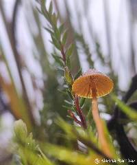 Galerina vittiformis image