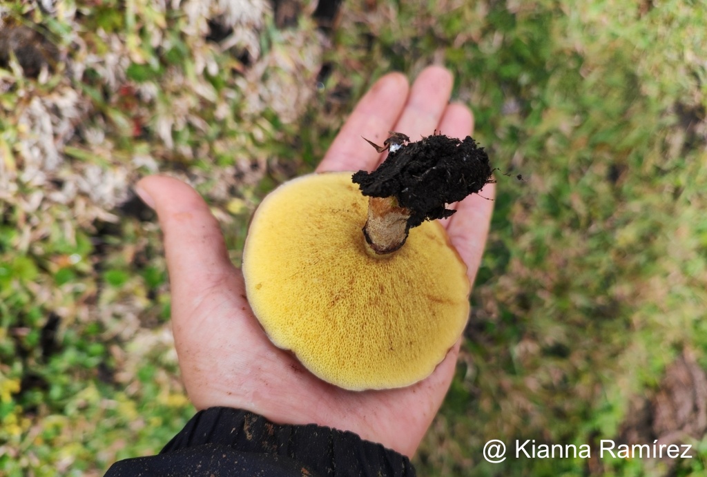 Suillus luteus image