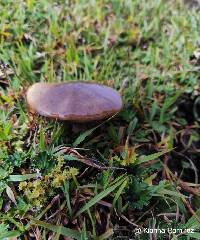 Suillus luteus image