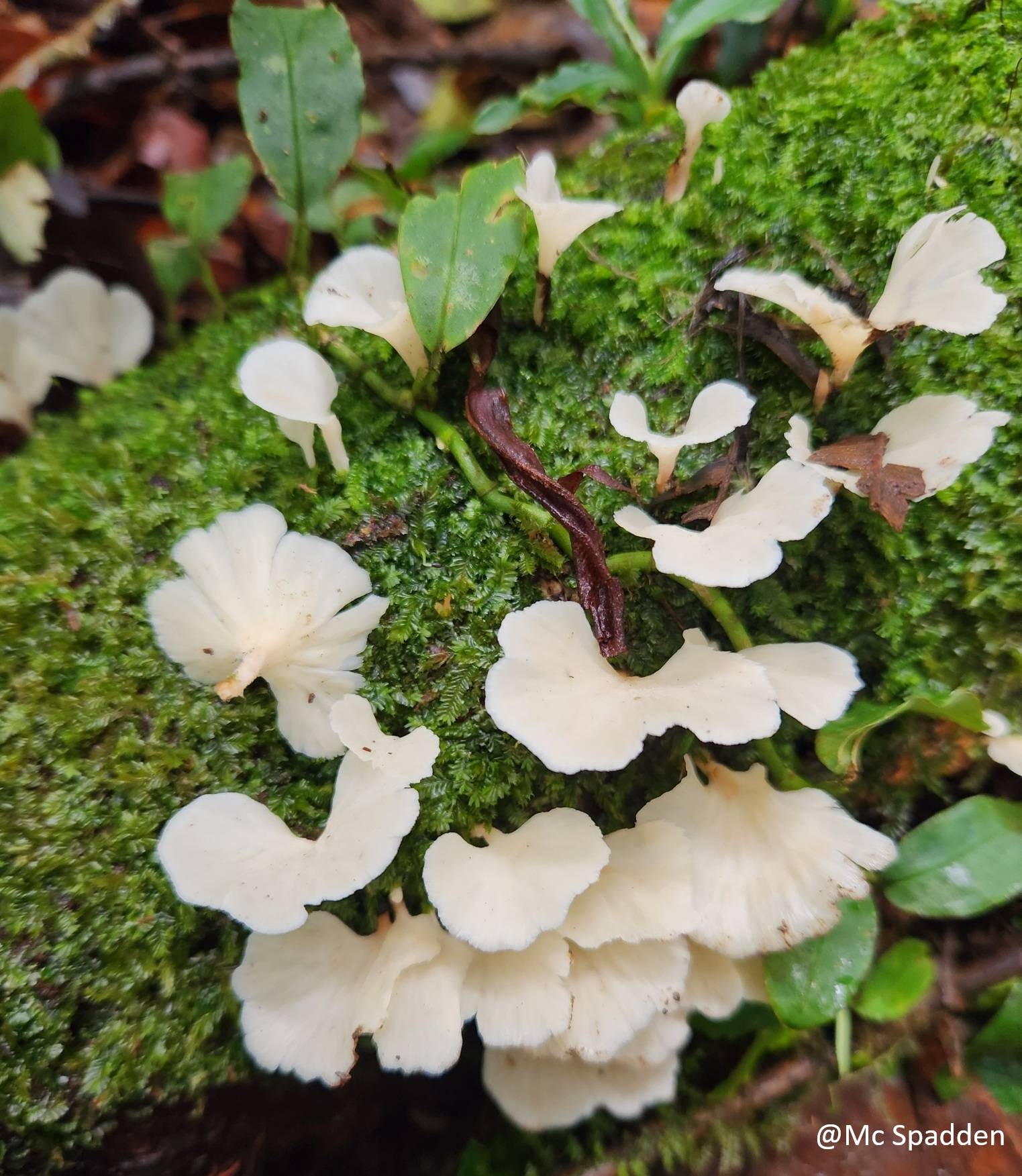 Cotylidia diaphana image