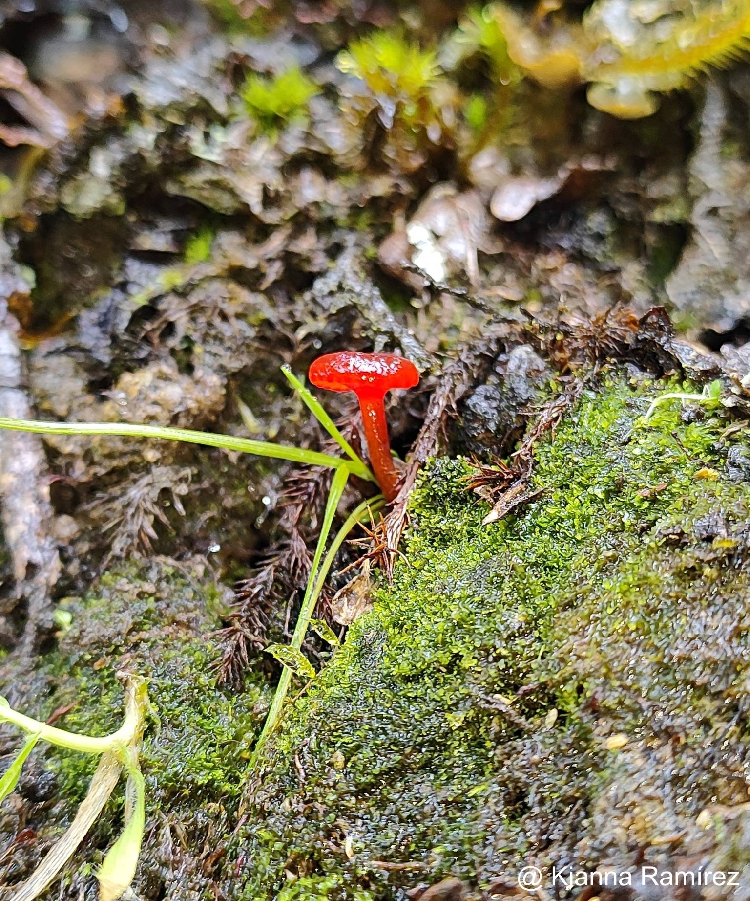Hygrophoraceae image