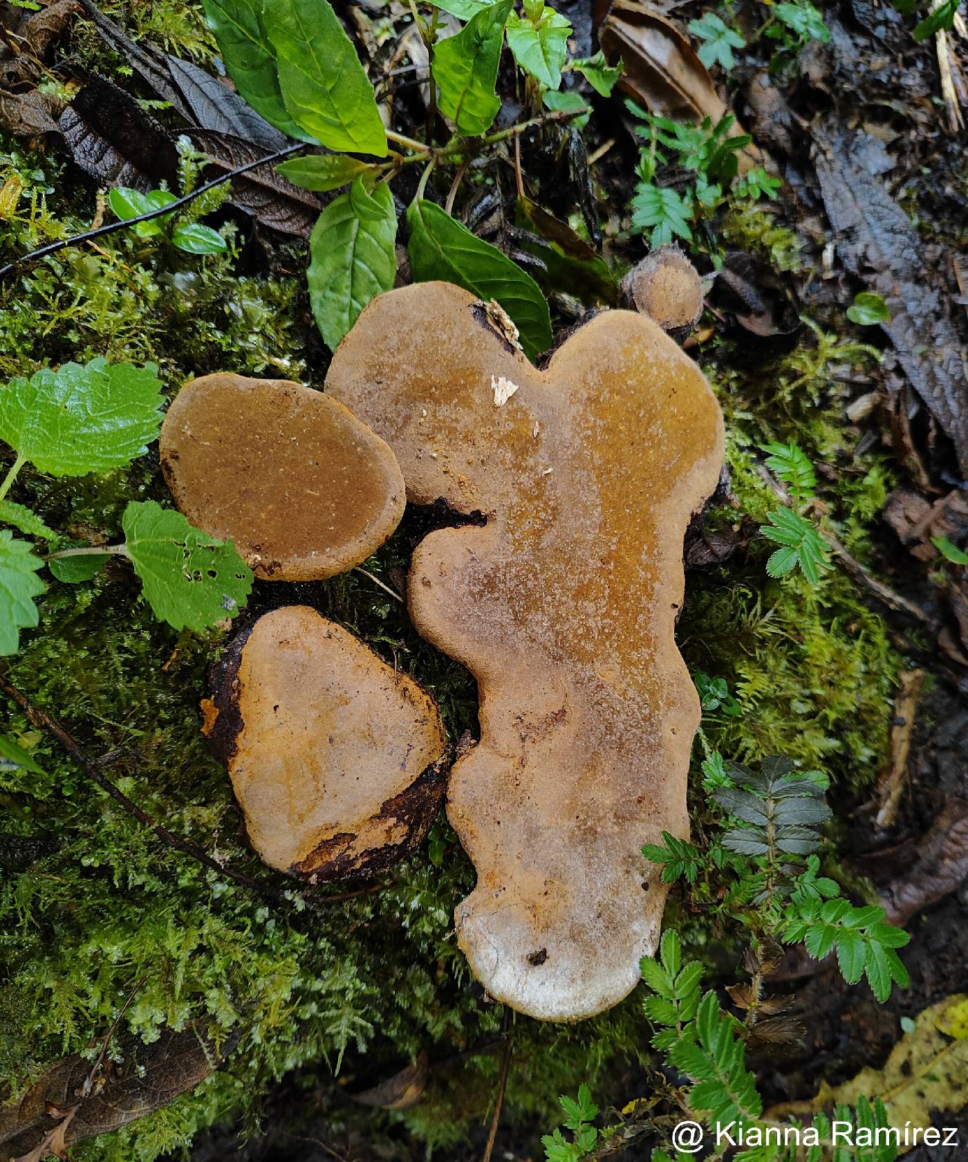 Phellinus punctatus image