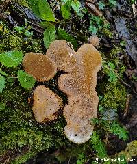 Image of Phellinus punctatus