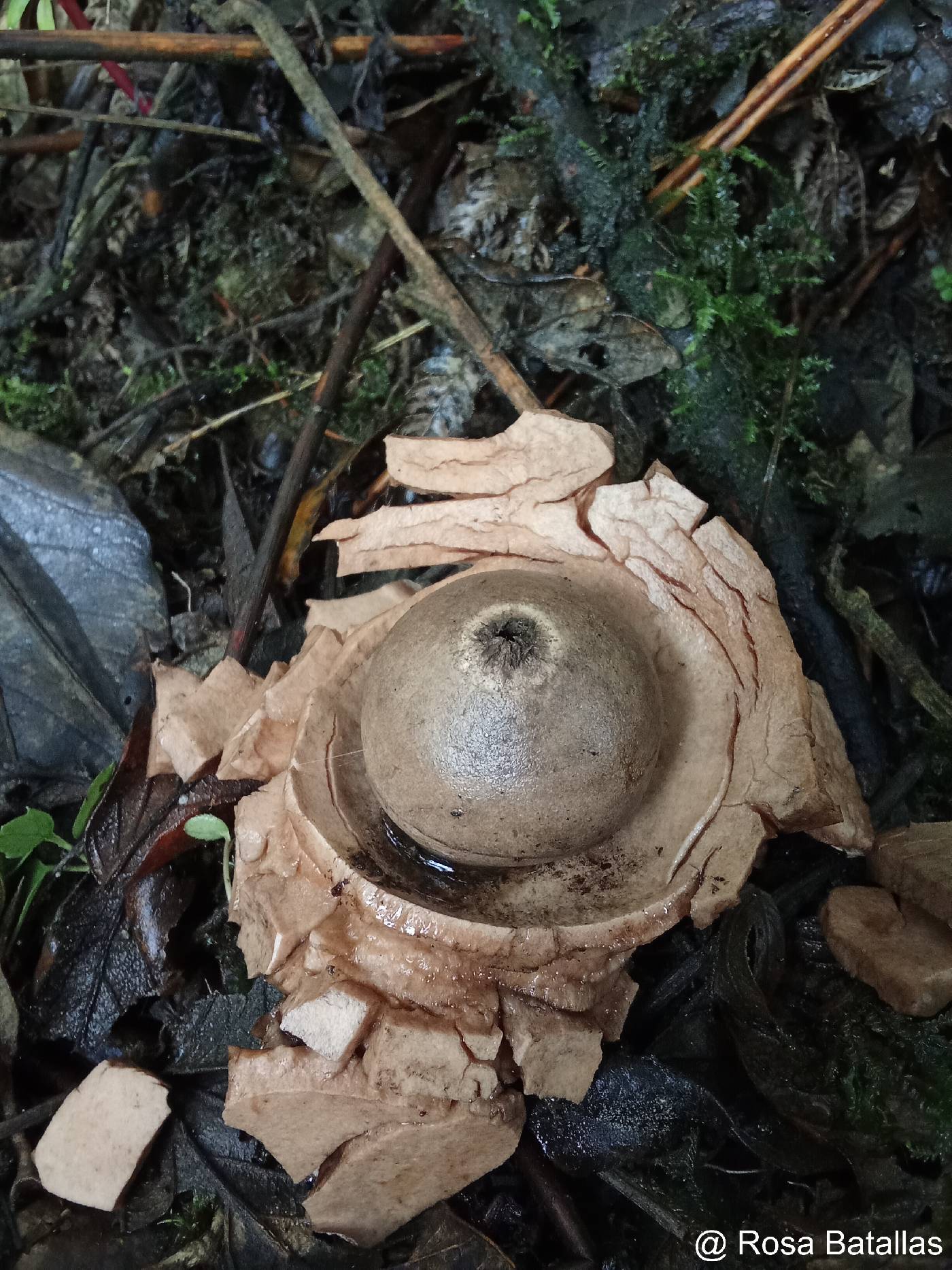 Geastraceae image