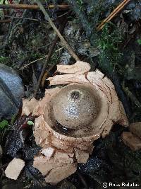 Geastrum triplex image