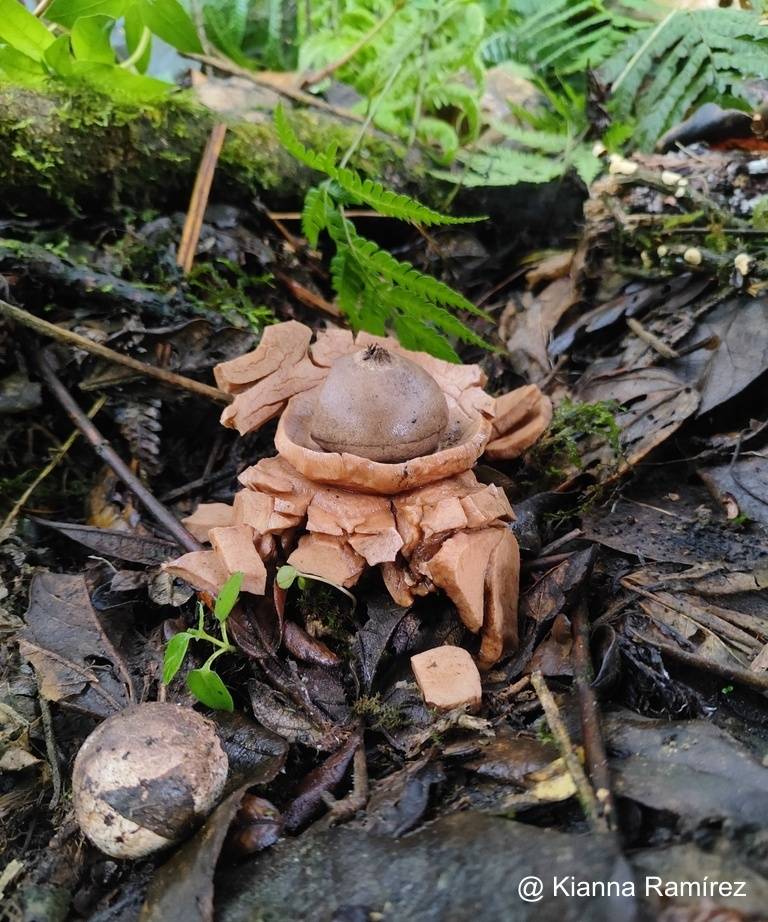 Geastrum triplex image
