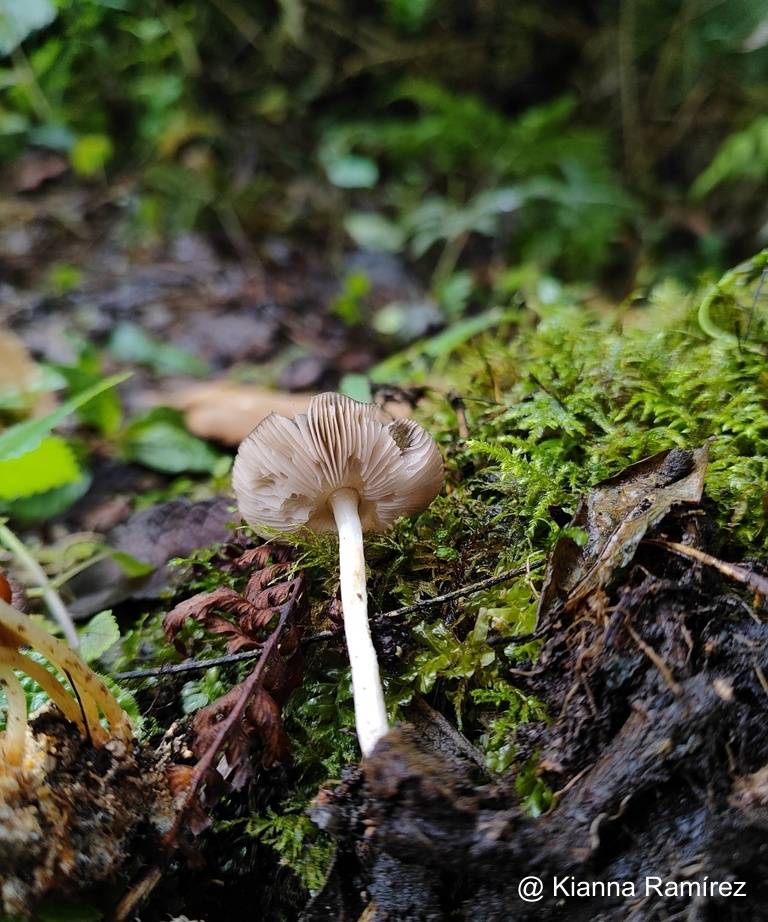 Pluteus image