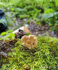 Pluteus longistriatus image