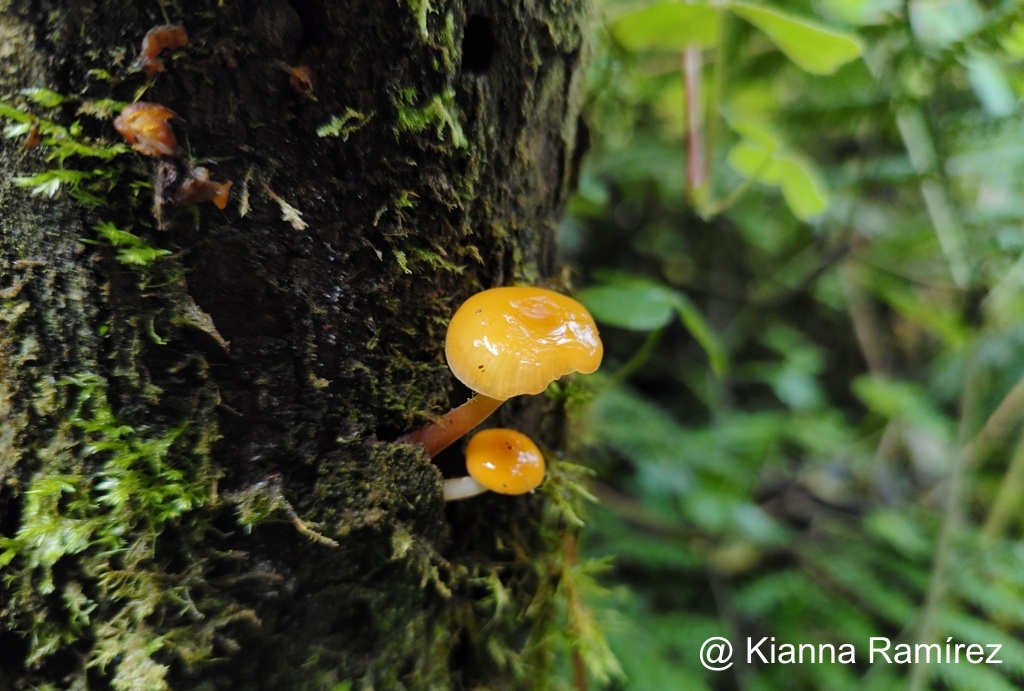 Xeromphalina tenuipes image