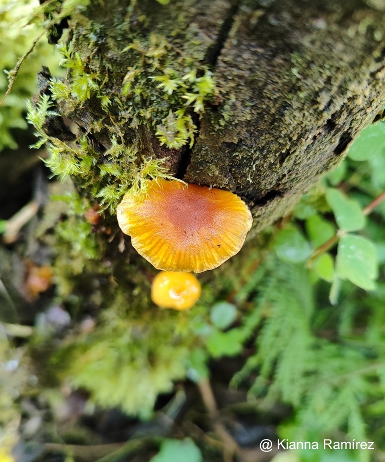 Xeromphalina image