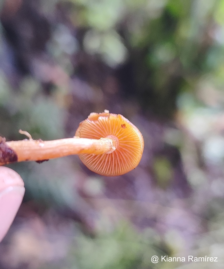 Galerina image