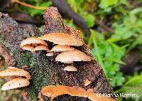 Panellus pusillus image