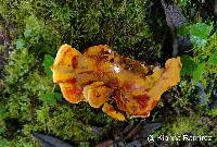 Stereum sanguinolentum image