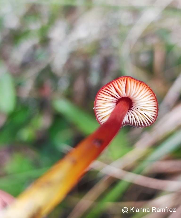 Hygrocybe nigrescens image