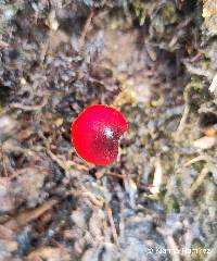 Hygrocybe nigrescens image