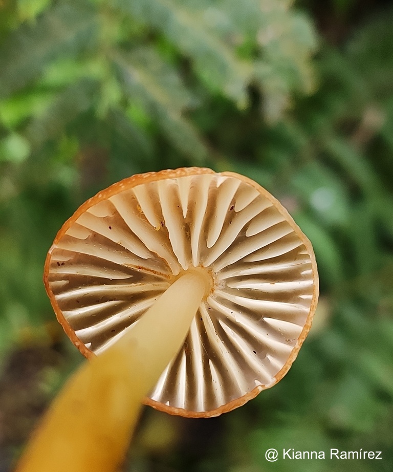 Marasmius image