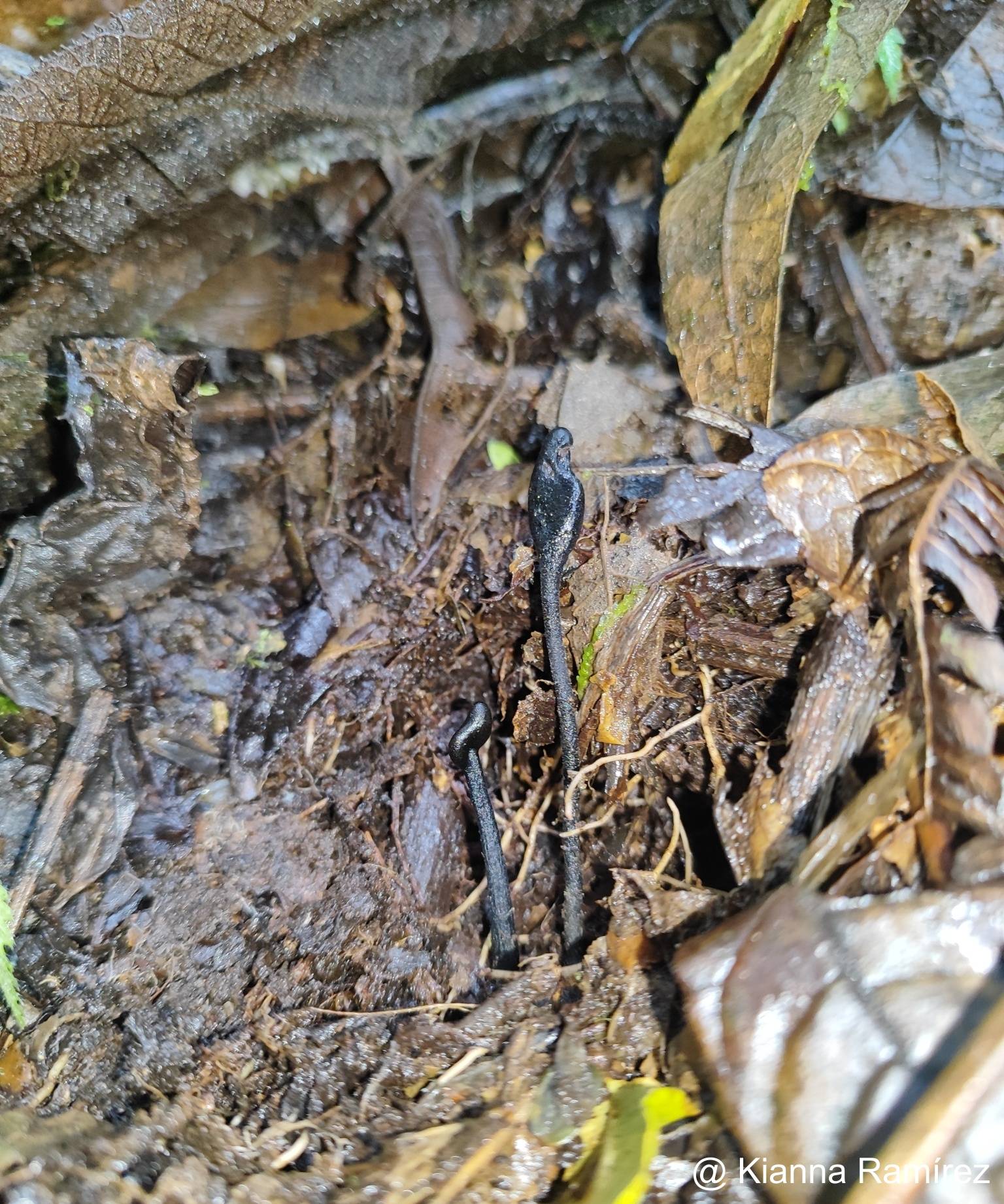 Geoglossum image