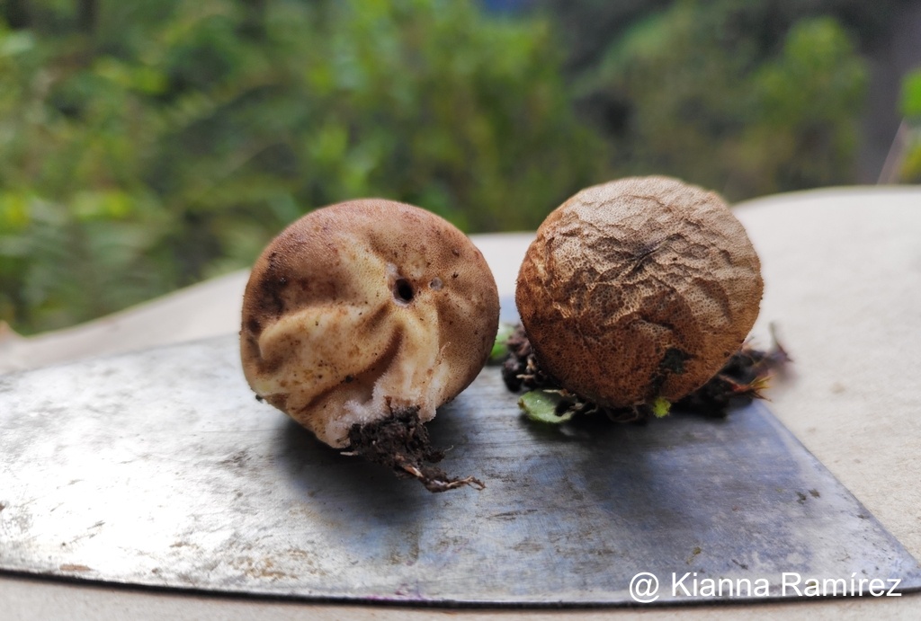 Lycoperdaceae image