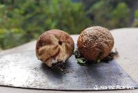 Image of Bovista plumbea