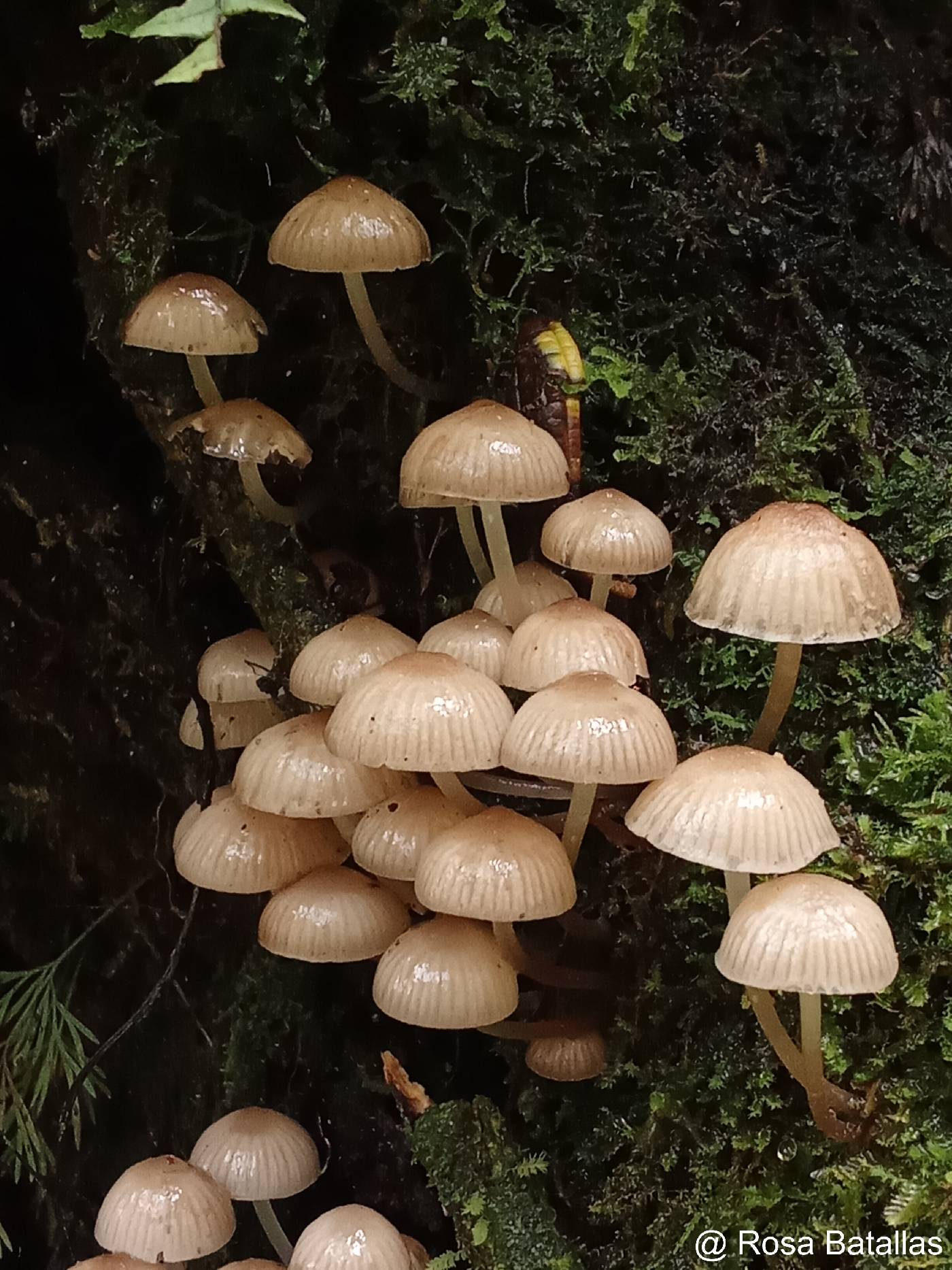 Mycenaceae image