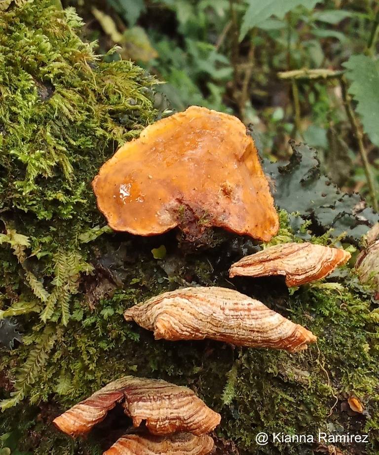 Stereaceae image