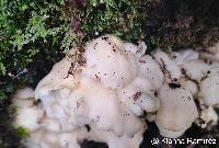 Image of Pleurotus concavus