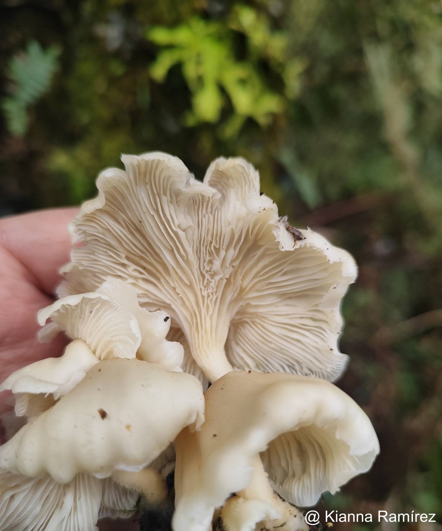 Pleurotus image