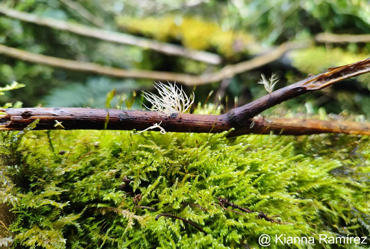 Pterulaceae image