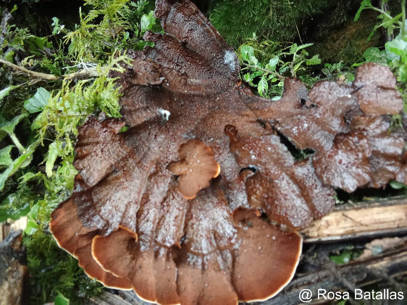 Hymenochaete image