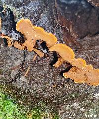 Hymenochaete tabacina image