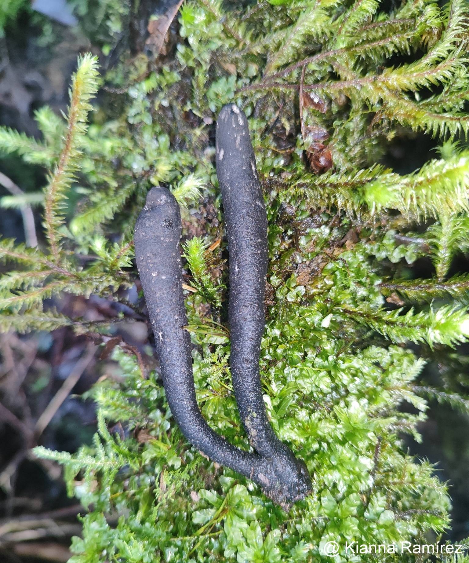 Xylaria polymorpha image
