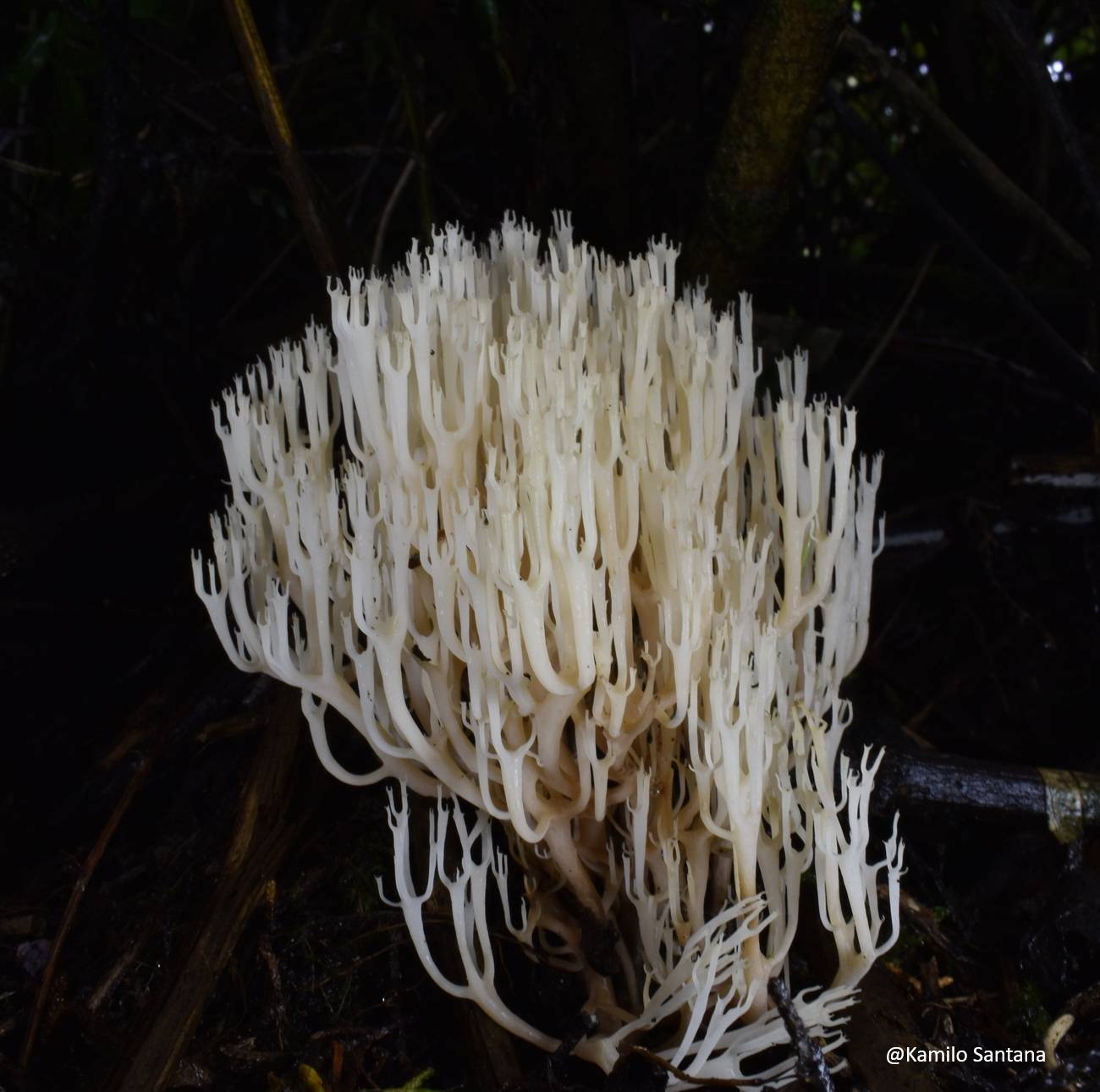 Artomyces pyxidatus image