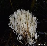 Image of Artomyces pyxidatus