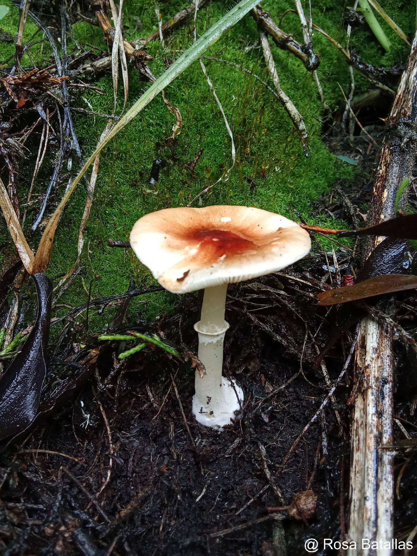 Leucoagaricus rubrotinctus image