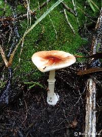 Image of Leucoagaricus rubrotinctus