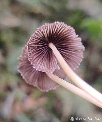 Image of Parasola auricoma