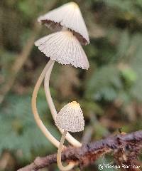 Parasola auricoma image
