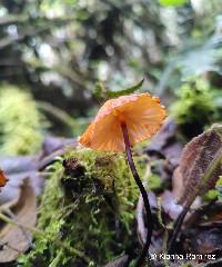 Image of Marasmius berteroi