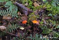 Marasmius berteroi image